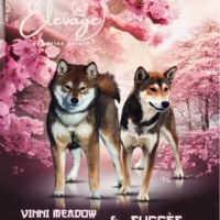 Shiba inu lof & lignées japonaises prestigieuses