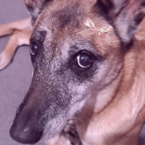 Kortana malinoise 7ans craintive mais attachante. #5