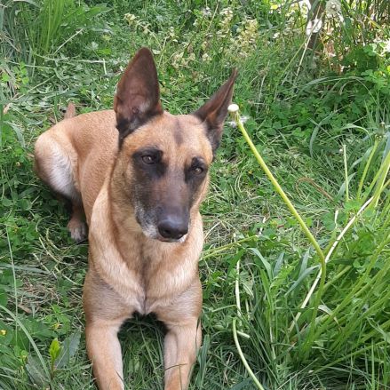 Kortana malinoise 7ans craintive mais attachante. #8