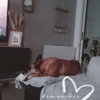 Kortana malinoise 7ans craintive mais attachante.
