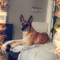 Kortana malinoise 7ans craintive mais attachante. #2