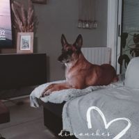 Kortana malinoise 7ans craintive mais attachante. #3