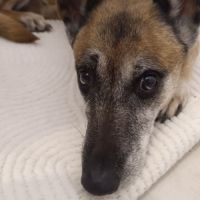 Kortana malinoise 7ans craintive mais attachante. #4