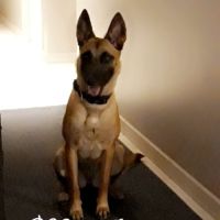 Kortana malinoise 7ans craintive mais attachante. #6