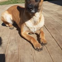 Kortana malinoise 7ans craintive mais attachante. #7