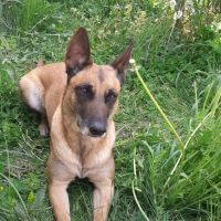 Kortana malinoise 7ans craintive mais attachante. #8