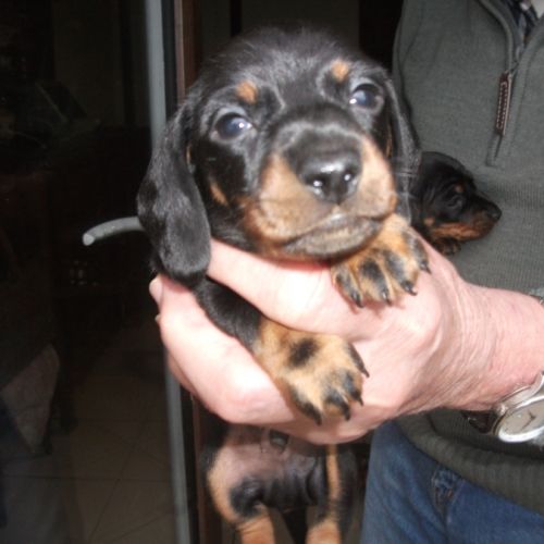 Teckels nains poil ras inscrits au lof #3