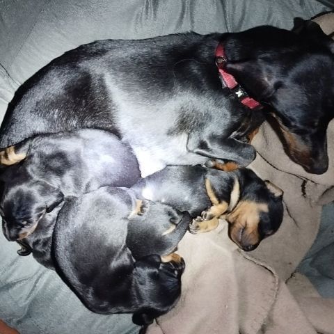 Teckels nains poil ras inscrits au lof #0