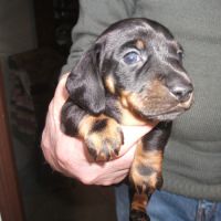 Teckels nains poil ras inscrits au lof #1