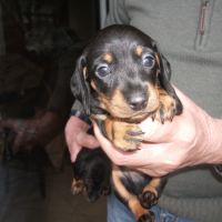 Teckels nains poil ras inscrits au lof #2