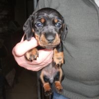 Teckels nains poil ras inscrits au lof #4