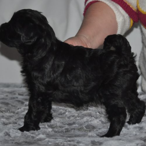 Magnifiques terriers du tibet lof