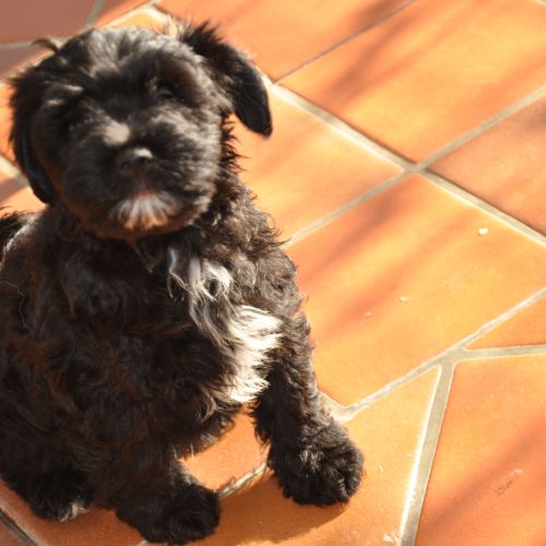 Magnifiques terriers du tibet lof #7