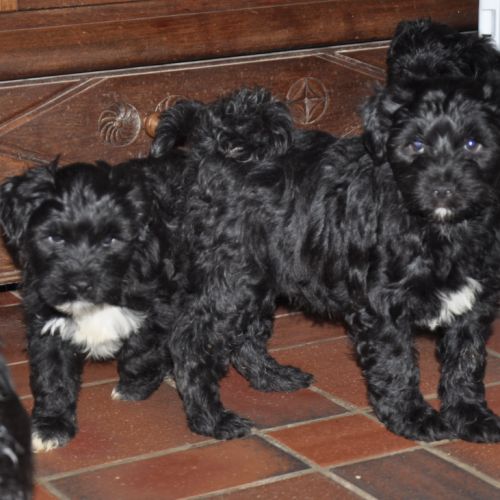 Magnifiques terriers du tibet lof #8