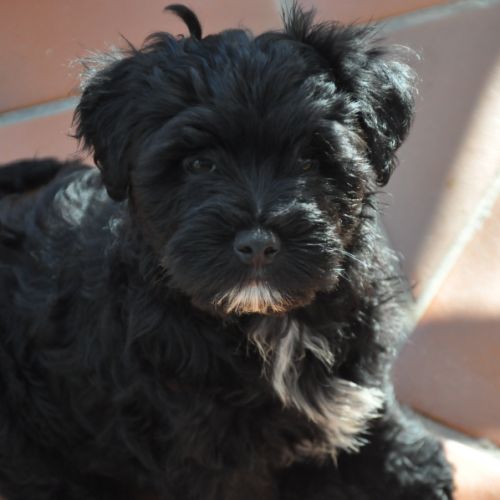 Magnifiques terriers du tibet lof #9