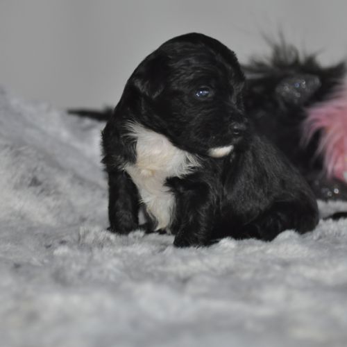 Magnifiques terriers du tibet lof #0