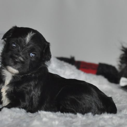 Magnifiques terriers du tibet lof #3