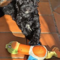 Magnifiques terriers du tibet lof