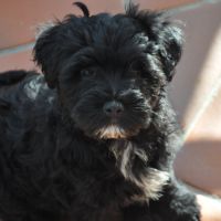 Magnifiques terriers du tibet lof #9