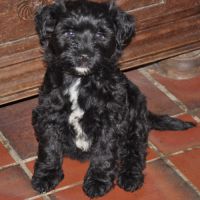 Magnifiques terriers du tibet lof