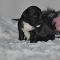 Magnifiques terriers du tibet lof