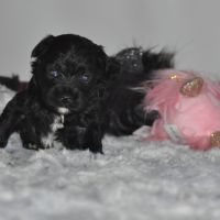 Magnifiques terriers du tibet lof #2