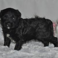 Magnifiques terriers du tibet lof #4