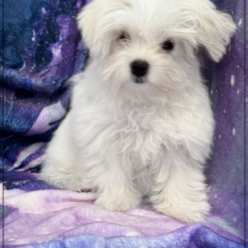 Twinnie, femelle type bichon maltais nain #4