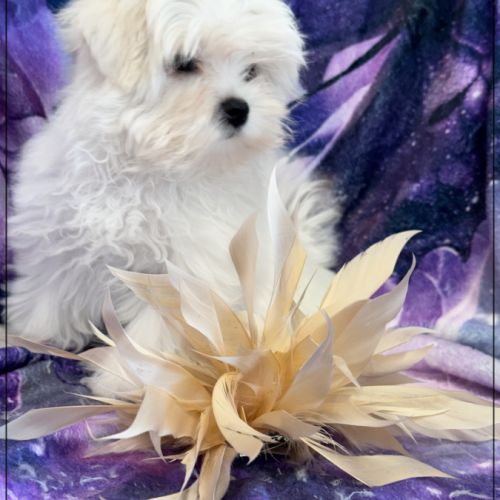 Twinnie, femelle type bichon maltais nain #5