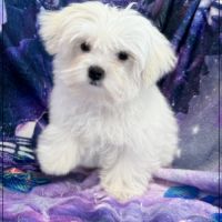 Twinnie, femelle type bichon maltais nain #2