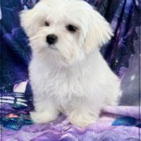 Twinnie, femelle type bichon maltais nain