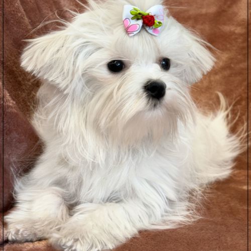 Disponible, ajax femelle bichon maltais nain lof #3