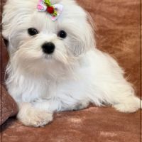 Disponible, ajax femelle bichon maltais nain lof #1