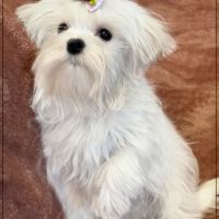 Disponible, ajax femelle bichon maltais nain lof
