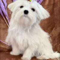 Disponible, ajax femelle bichon maltais nain lof #4