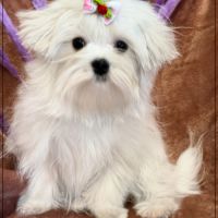 Disponible, ajax femelle bichon maltais nain lof #5