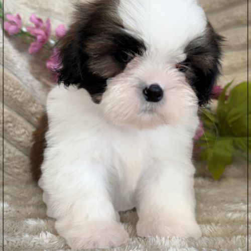Adèle ,femelle shih tzu fauve et blanc lof #0
