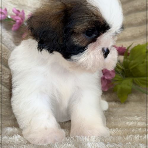 Adèle ,femelle shih tzu fauve et blanc lof #2