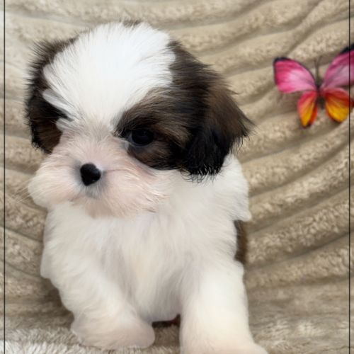 Adèle ,femelle shih tzu fauve et blanc lof #3