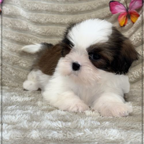 Adèle ,femelle shih tzu fauve et blanc lof #4
