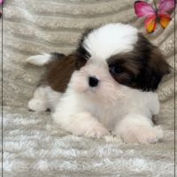 Adèle ,femelle shih tzu fauve et blanc lof #4