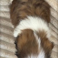 Adèle ,femelle shih tzu fauve et blanc lof #5