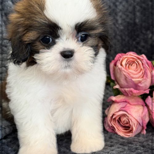 Angèle, femelle shih tzu fauve et blanc lof #0