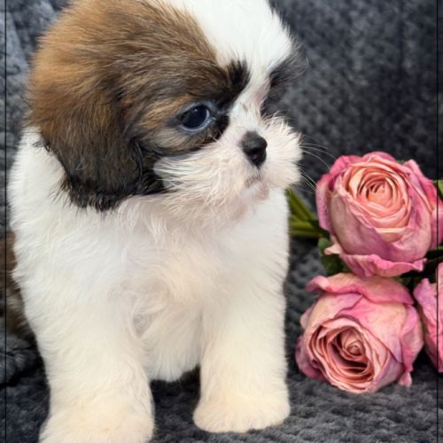 Angèle, femelle shih tzu fauve et blanc lof #2