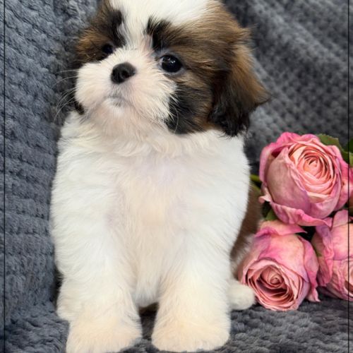 Angèle, femelle shih tzu fauve et blanc lof #3