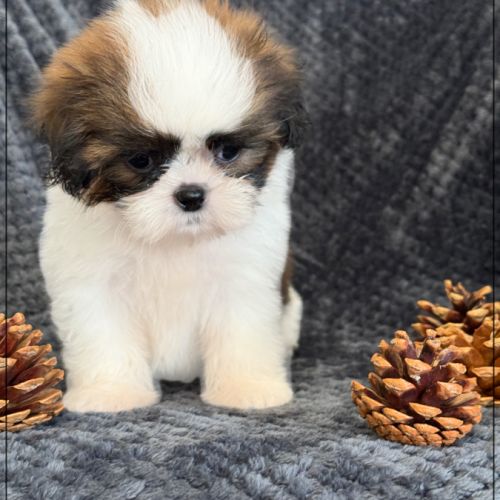 Angèle, femelle shih tzu fauve et blanc lof #4