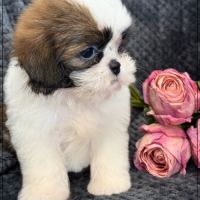 Angèle, femelle shih tzu fauve et blanc lof #2