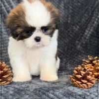 Angèle, femelle shih tzu fauve et blanc lof #4
