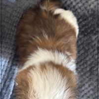 Angèle, femelle shih tzu fauve et blanc lof #5