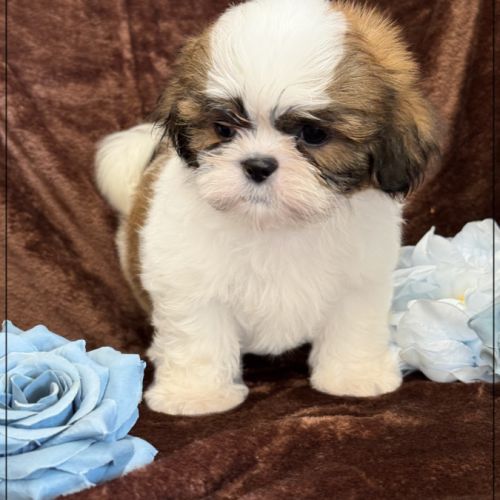 Artus, sublime mâle shih tzu fauve et blanc lof #2